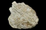 Fossil Crinoid (Zeacrinites) - Alabama #122396-1